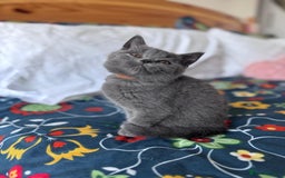British Shorthair cats for sale: 🐱Last fluffy  British Shorthair Boy🐱 - Advert 13