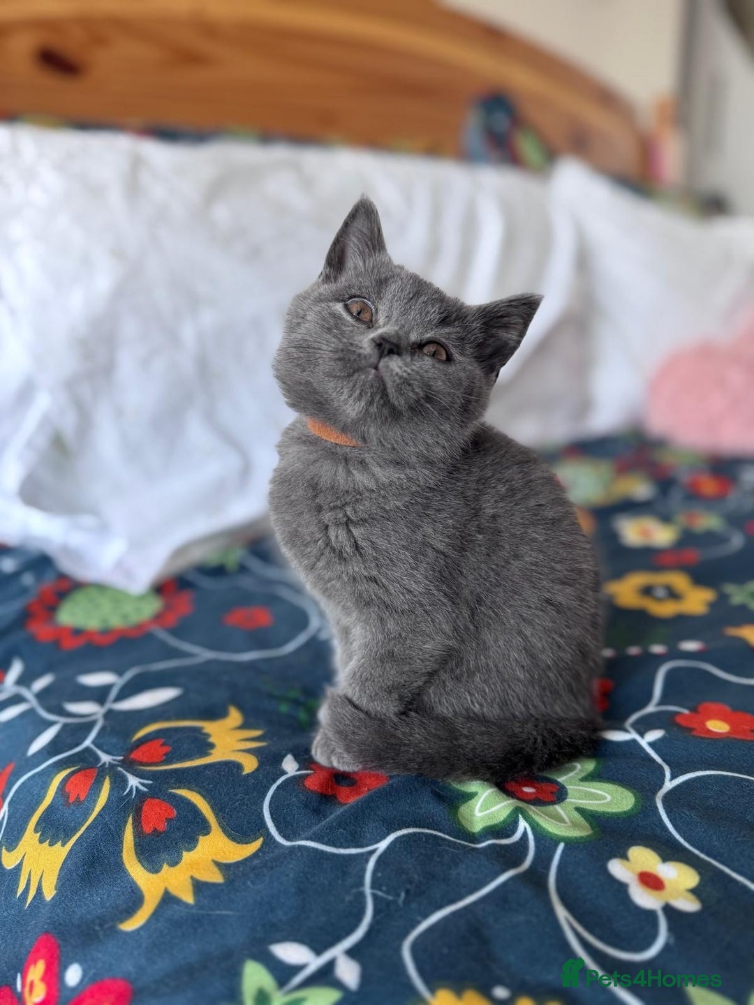 British Shorthair cats for sale: 🐱Last fluffy  British Shorthair Boy🐱 - Advert 13
