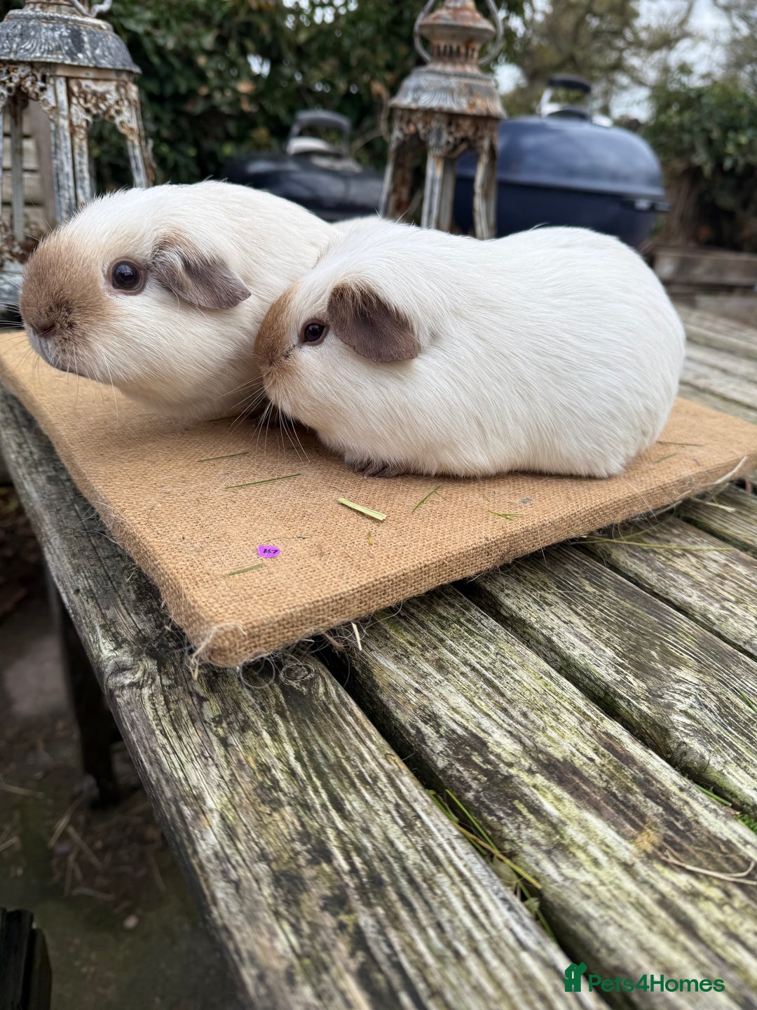 Guinea Pig rodents for sale: Pure bred California & Swiss guineapigs  - Advert 28