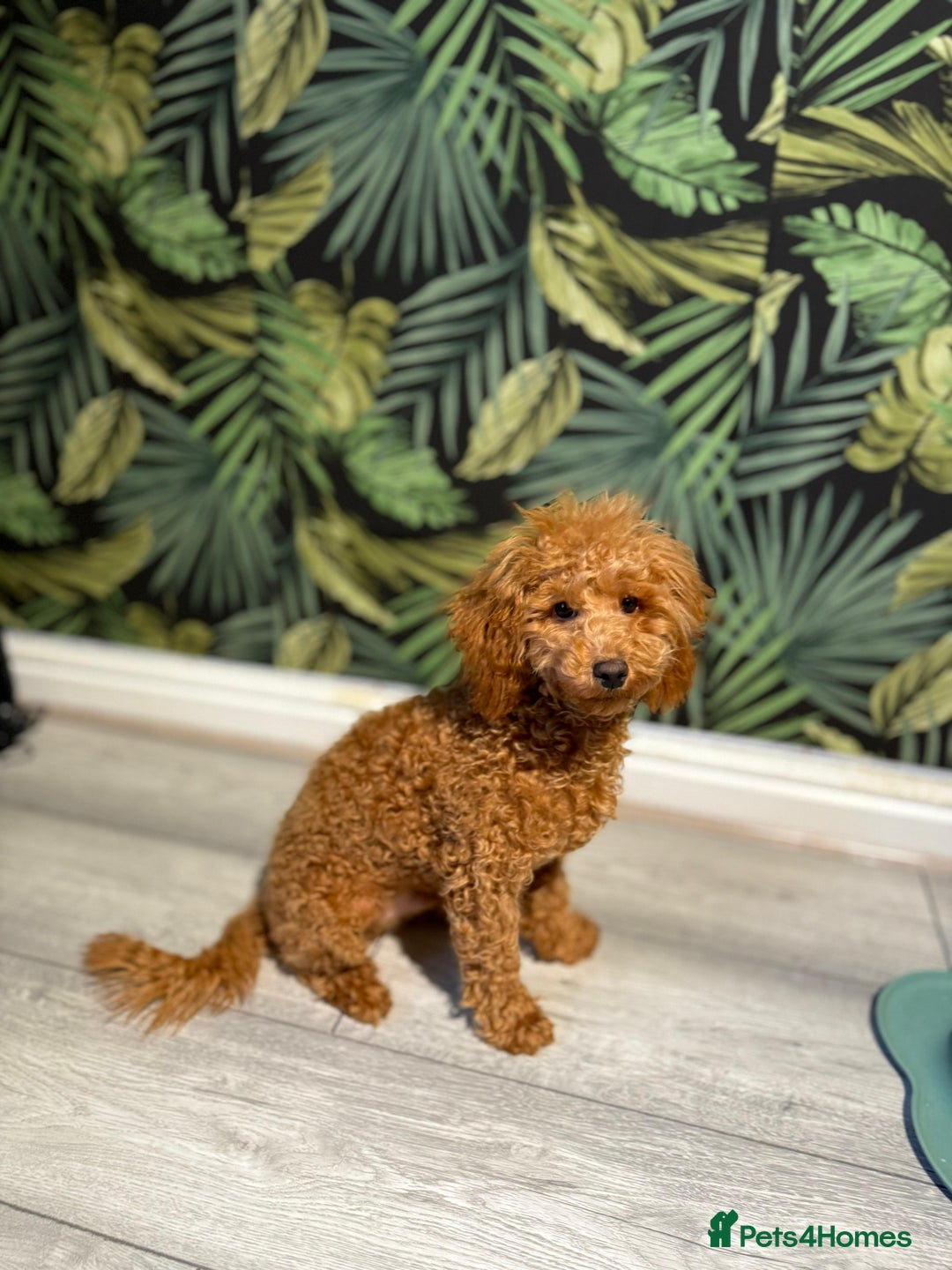 Toy Poodle dogs for sale: 6 month old toy poddle  - Advert 4
