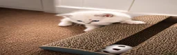 Ragdoll cats for sale: Gorgeous, affectionate kittens full of personality - Advert 12