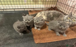 British Shorthair cats for sale: British Blue Shorthair kittens for sale - Image 3