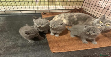 British Shorthair cats - Advert 2
