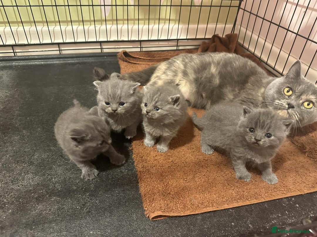 British Shorthair cats for sale: British Blue Shorthair kittens for sale - Image 3