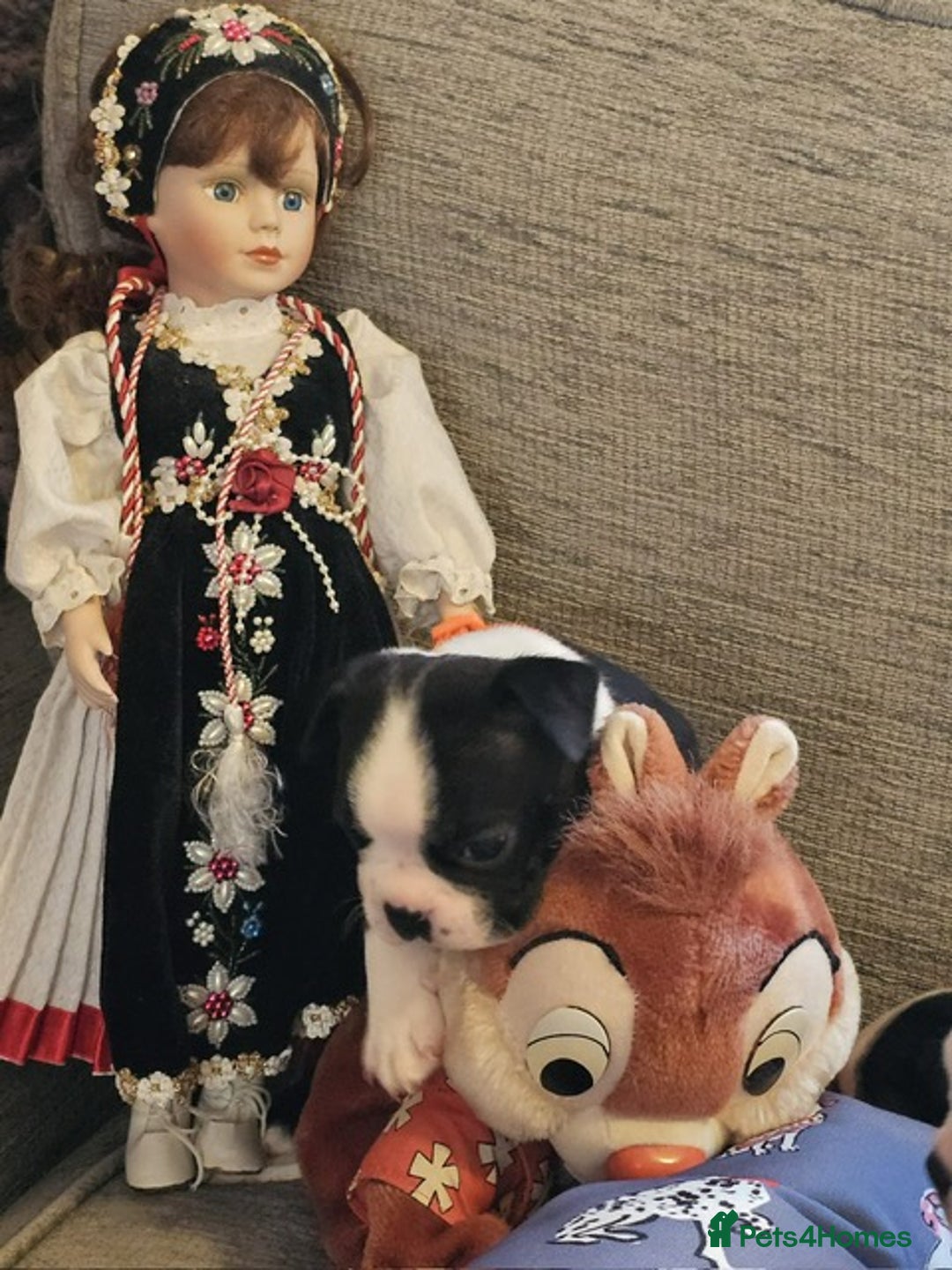 Boston Terrier dogs for sale: Boston Terrier 5* puppies - Image 29