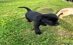 Labrador Retriever dogs for sale: Labrador Retriever Puppies  - Image 7