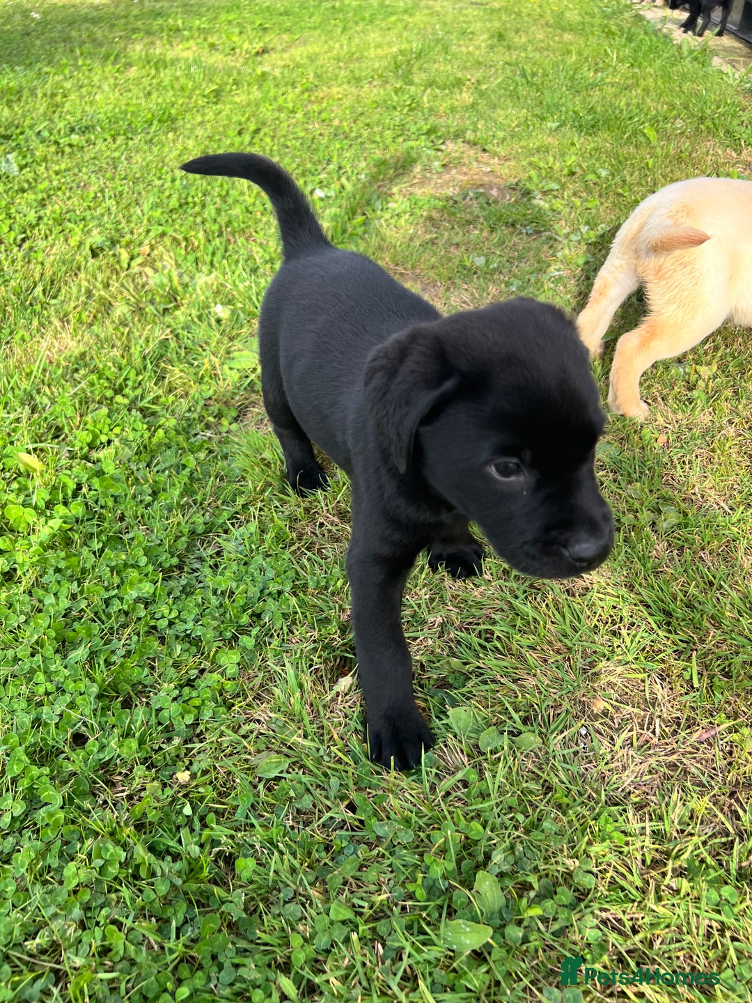 Labrador Retriever dogs for sale: Labrador Retriever Puppies  - Image 7