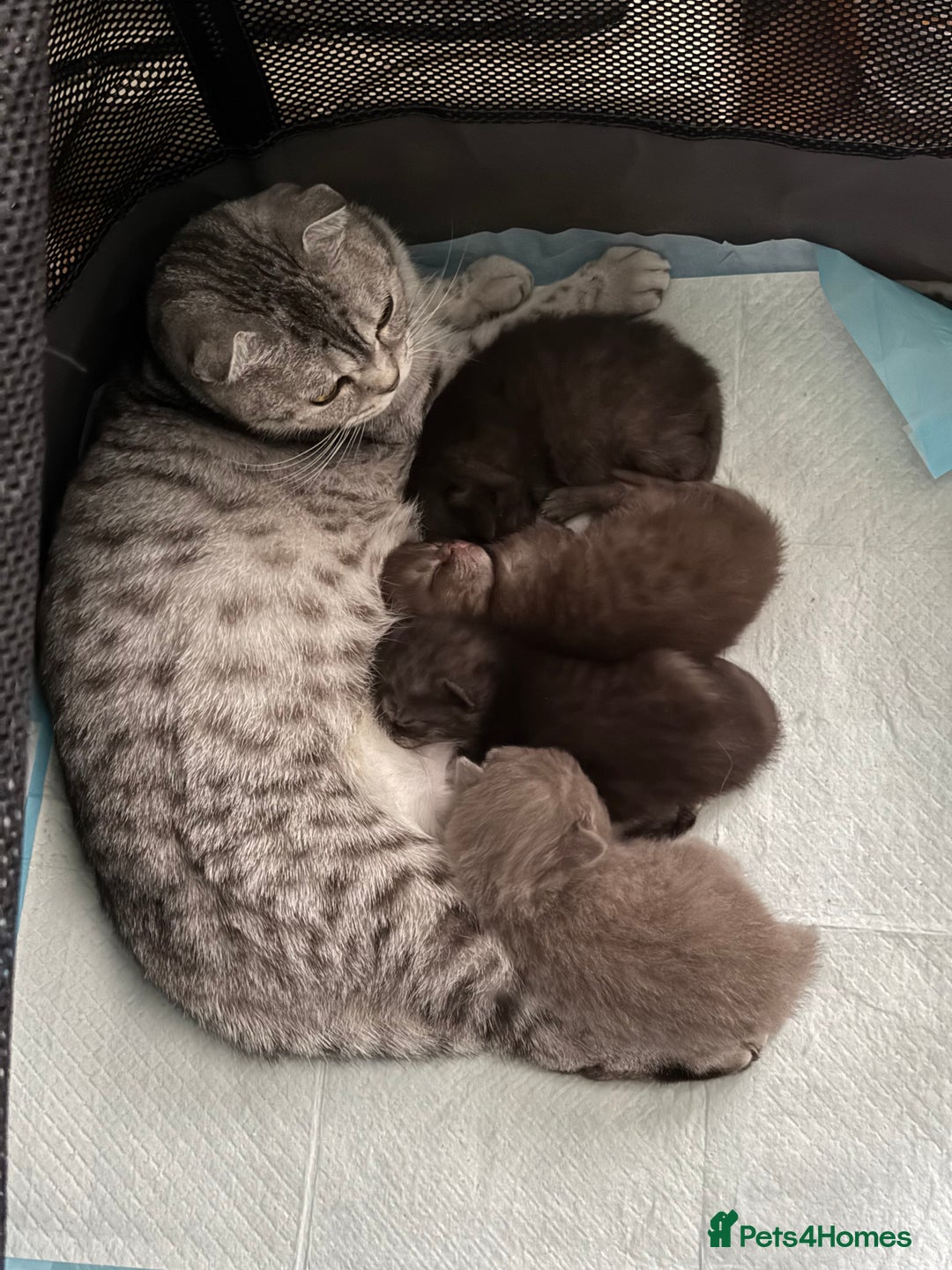 British Shorthair cats for sale: Last kitten - Dark Chocolate BSH - Advert 5
