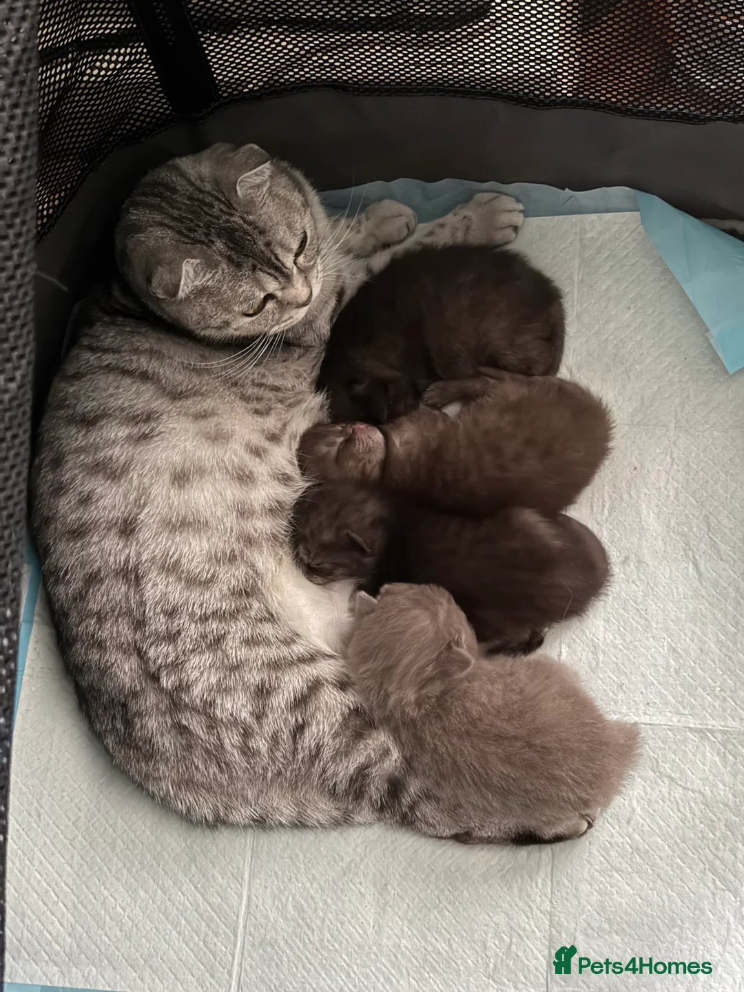 British Shorthair cats for sale: Last kitten - Dark Chocolate BSH - Advert 5
