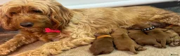 Cockapoo dogs for sale: F1b Red cockapoos 🤎 - Advert 6