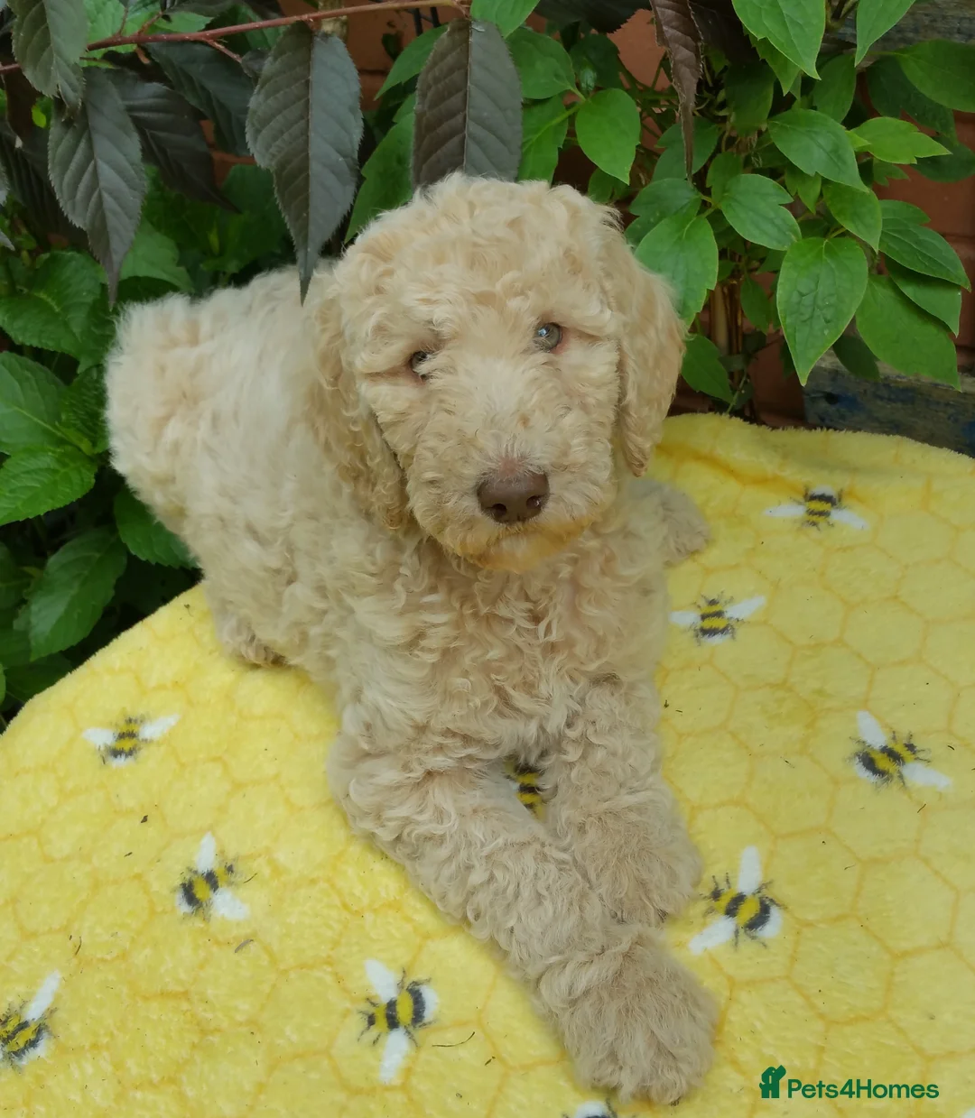 Labradoodle dogs for stud: PROVEN Healthy Labradoodle STUD - HYPOALLERGENIC   - Advert 17