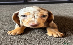 Miniature Dachshund dogs for sale: ❤️❤️Miniature dachshund choc and tan female  ❤️❤️ - Image 7