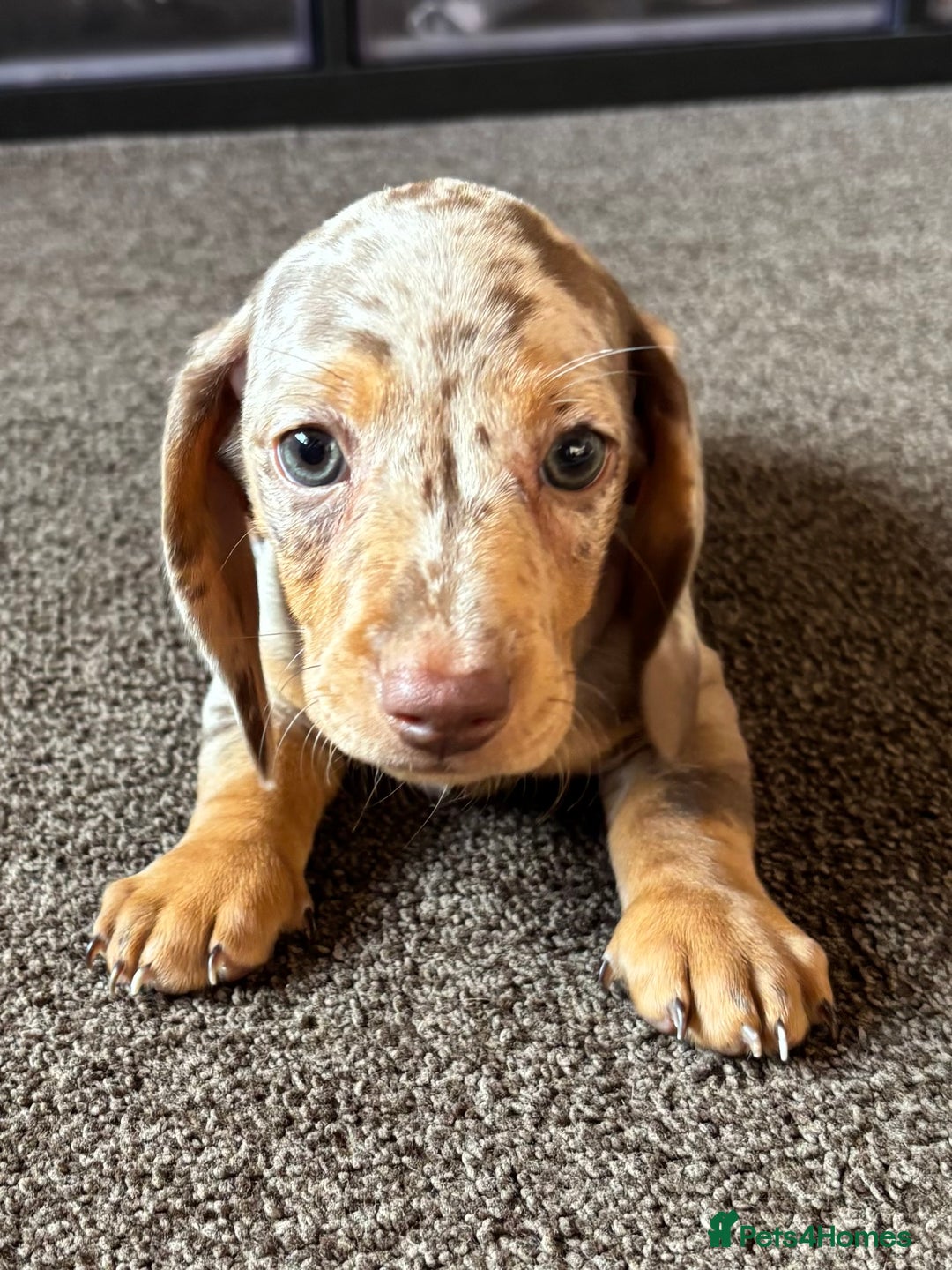 Miniature Dachshund dogs for sale: ❤️❤️Miniature dachshund choc and tan female  ❤️❤️ - Image 7