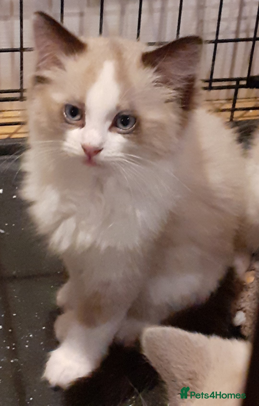 Ragdoll cats for sale: Ragdoll Cross - Advert 1