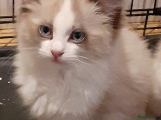 Ragdoll cats for sale: Ragdoll Cross - Advert 1