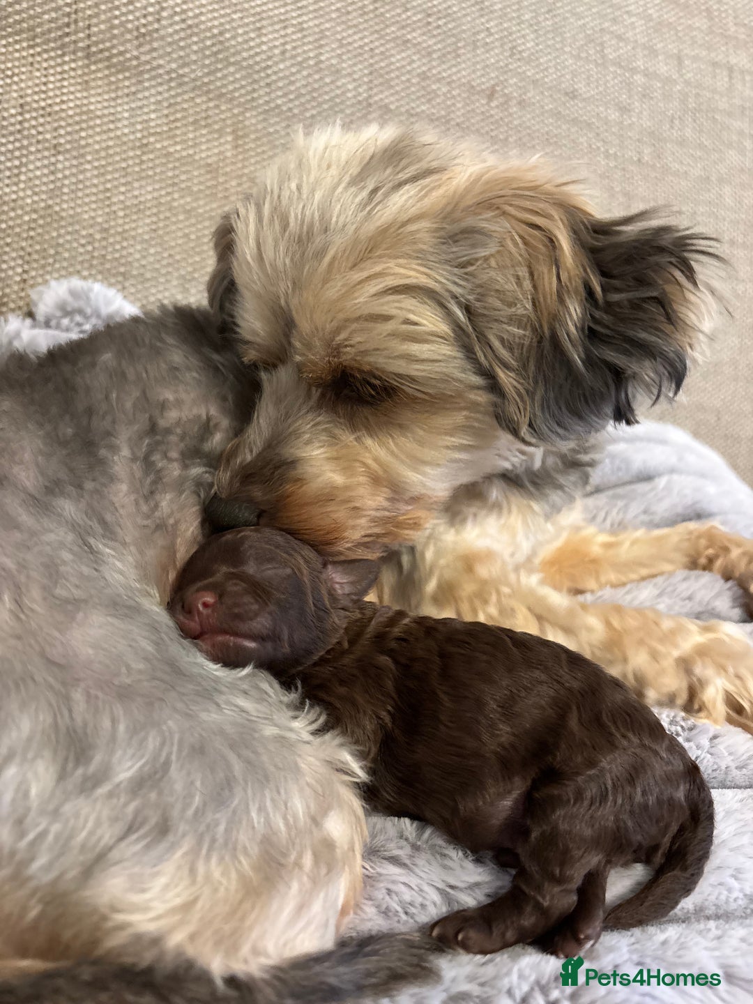 Yorkiepoo dogs for sale: Health Tested Chocolate Brown Yorkipoo  - Advert 2