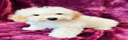 Poochon dogs for sale: Beautiful F1 Poochon puppies - Advert 6