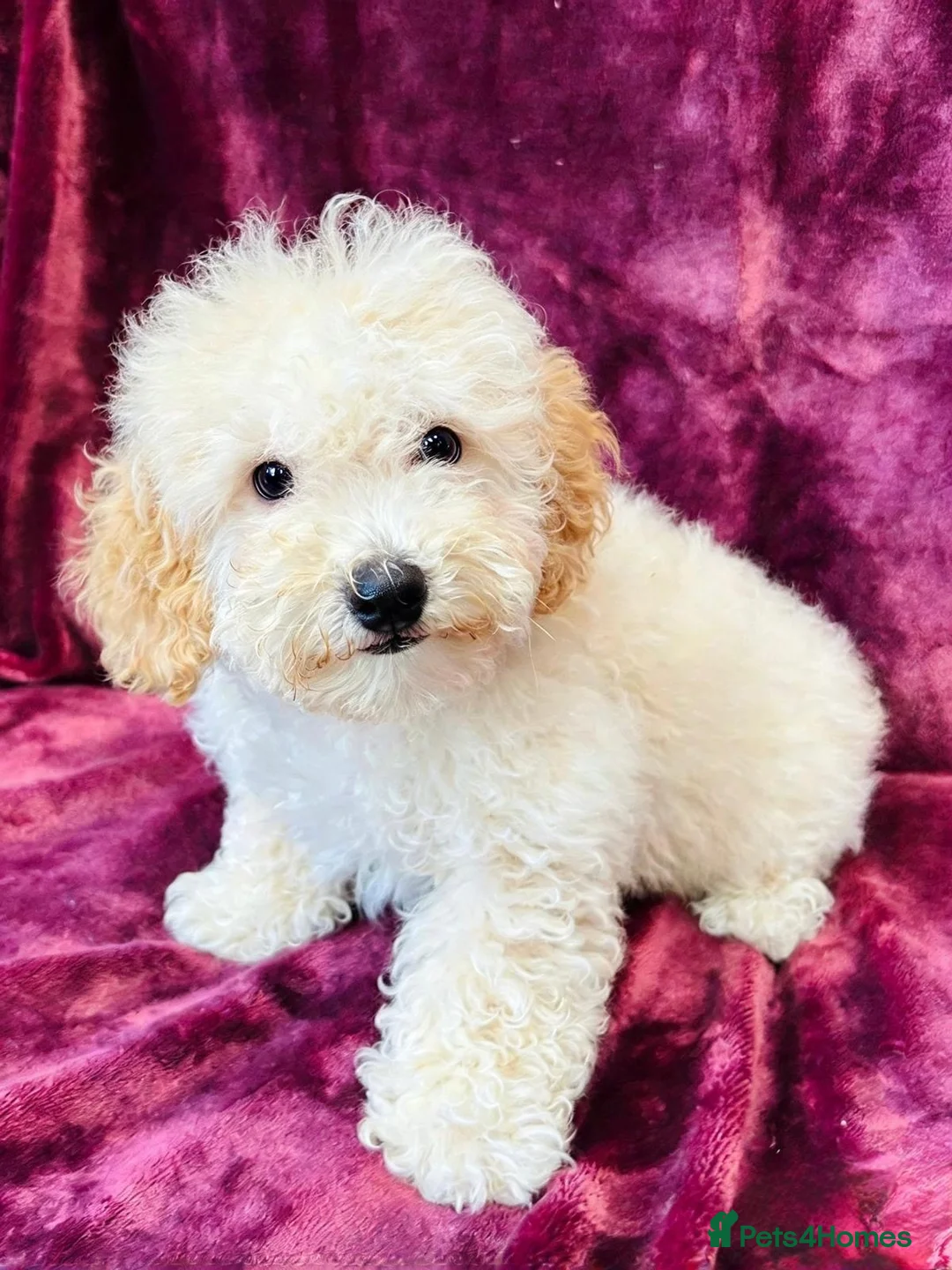 Poochon dogs for sale: Beautiful F1 Poochon puppies - Advert 6