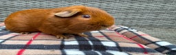 Guinea Pig rodents for sale: Beautiful boys  - Advert 14