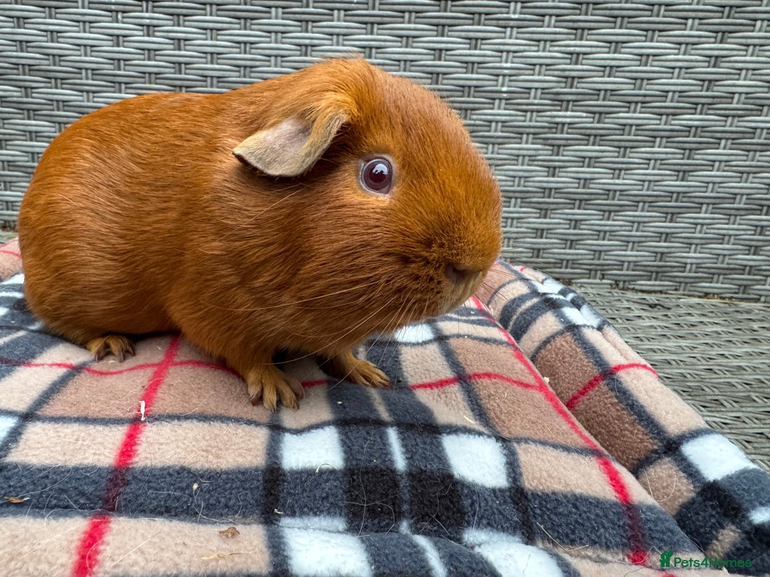 Guinea Pig rodents for sale: Beautiful boys  - Advert 14