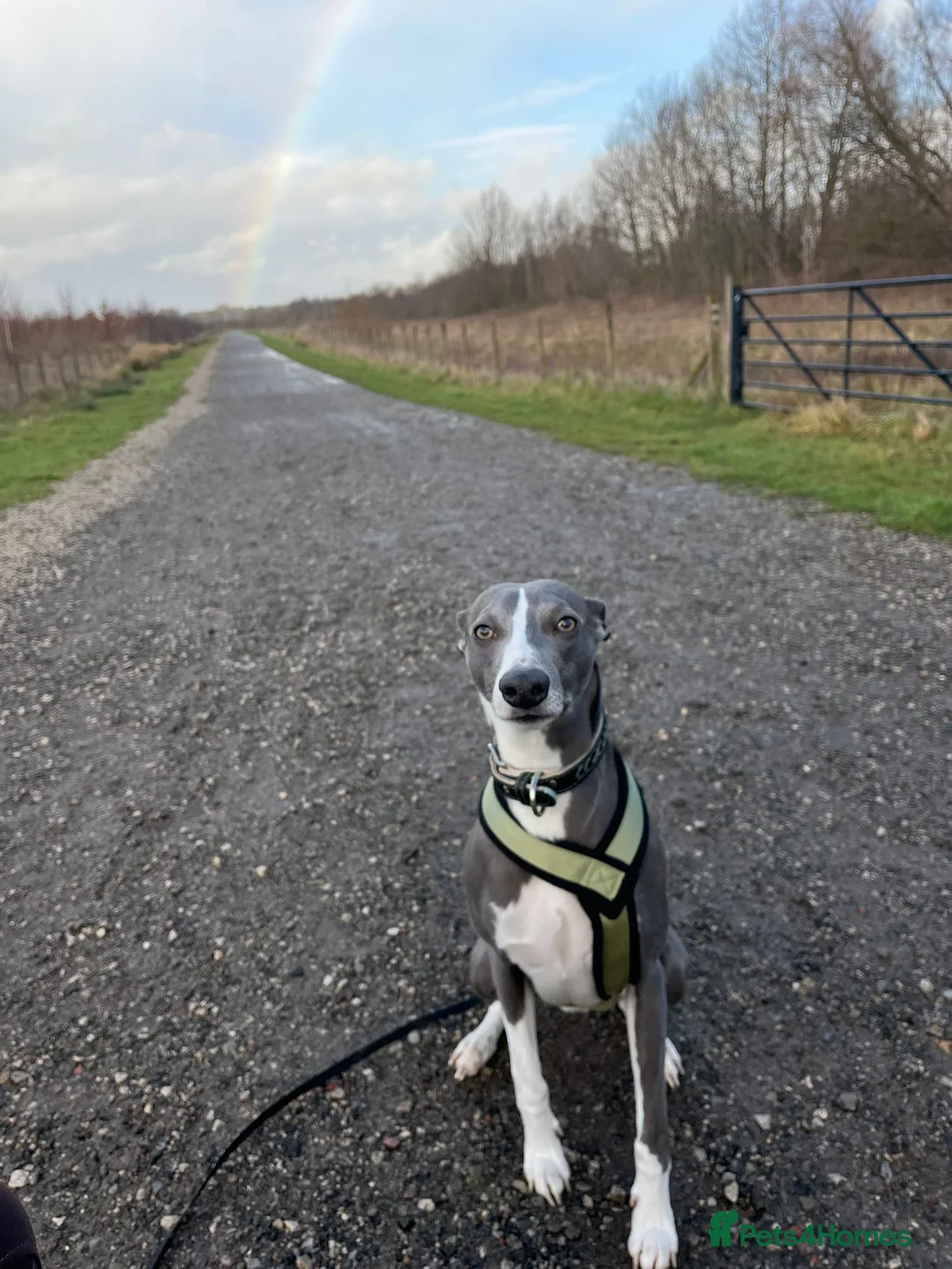 Whippet dogs for sale: 4 Year Old Blue Whippet in Chesterfield - Advert 7
