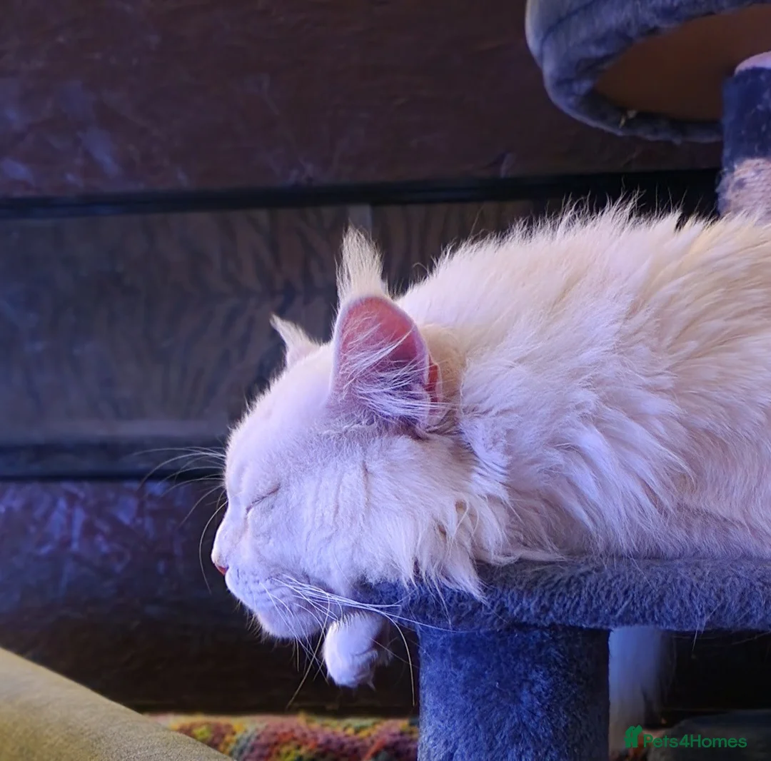 Maine Coon cats for sale: Gorgeous Maine Coon retired stud boy  - Advert 5