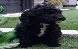 Cockapoo dogs for sale: ** BEAUTIFUL LITTER OF COCKAPOOS ** - Image 31