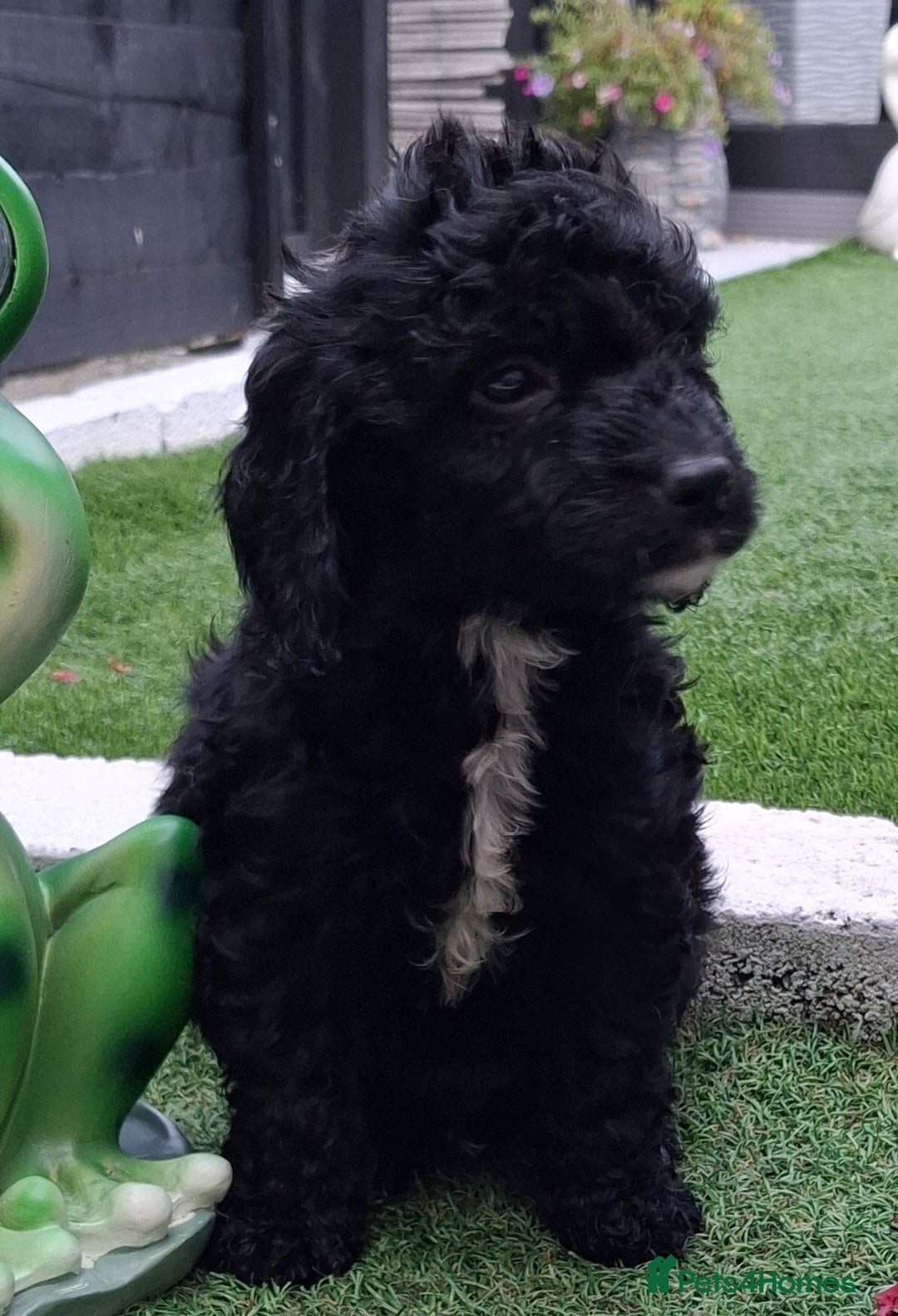 Cockapoo dogs for sale: ** BEAUTIFUL LITTER OF COCKAPOOS ** - Image 31