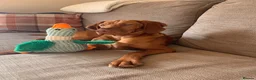 Hungarian Vizsla dogs for sale: Stunning KC registered Hungarian Vizsla Puppies  - Advert 9