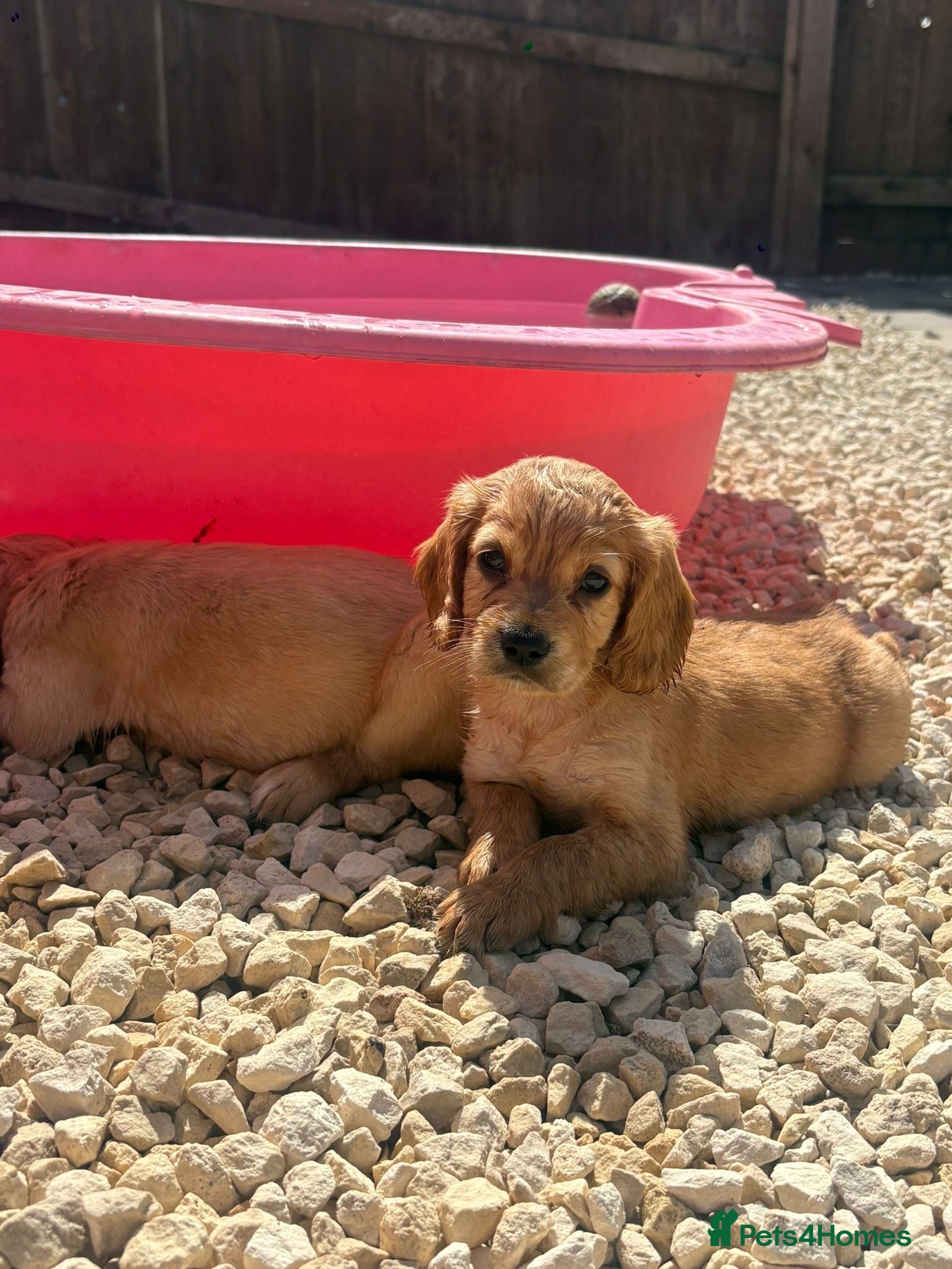 Cocker Spaniel dogs Gorgeous Cocker Spaniel Puppies  - Advert 1