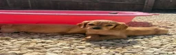 Cocker Spaniel dogs for sale: Gorgeous Cocker Spaniel Puppies  - Advert 1