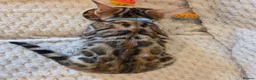 Bengal cats for sale: READY NOW FULL BENGAL KITTENS TICA REGISTERED  in Whitby - Advert 15