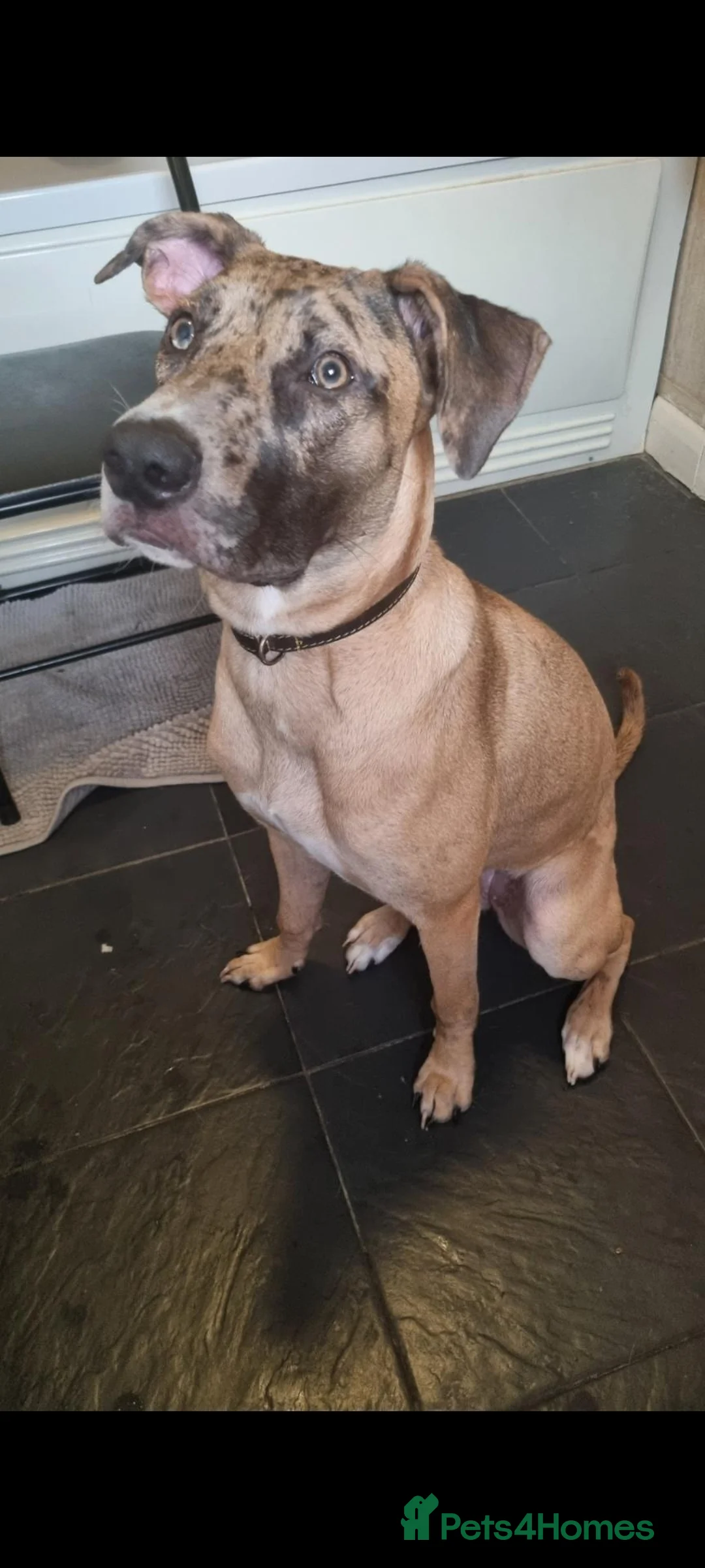Mixed Breed dogs for sale: Catahoula leopard dog x Belgian malinois  - Advert 2