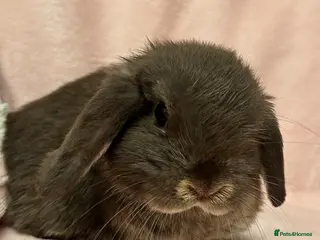 Mini Lop rabbits 🐰ONLY 1 LEFT🐰 - Advert 10