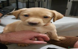 Labrador Retriever dogs for sale: 🌟🌟2 girls left black and yellow🌟🌟 - Image 12