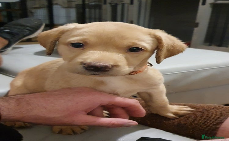 Labrador Retriever dogs - Advert 6