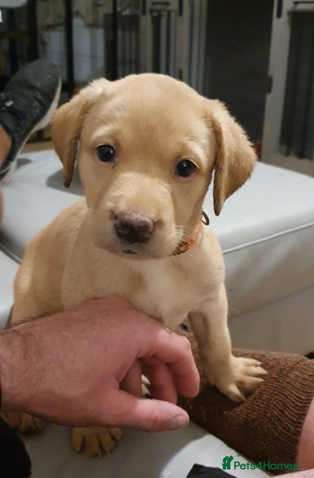 Labrador Retriever dogs for sale: 🌟🌟2 girls left black and yellow🌟🌟 - Image 12