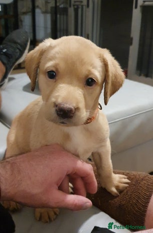 Labrador Retriever dogs - Advert 6