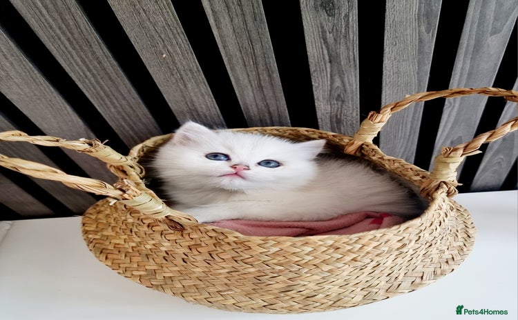 British Shorthair cats - Advert 12
