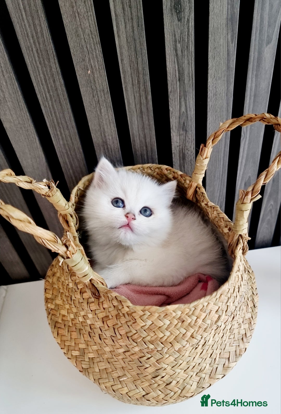 British Shorthair cats for sale: GCCF Chunky Silver tipped health tested parents - Image 1