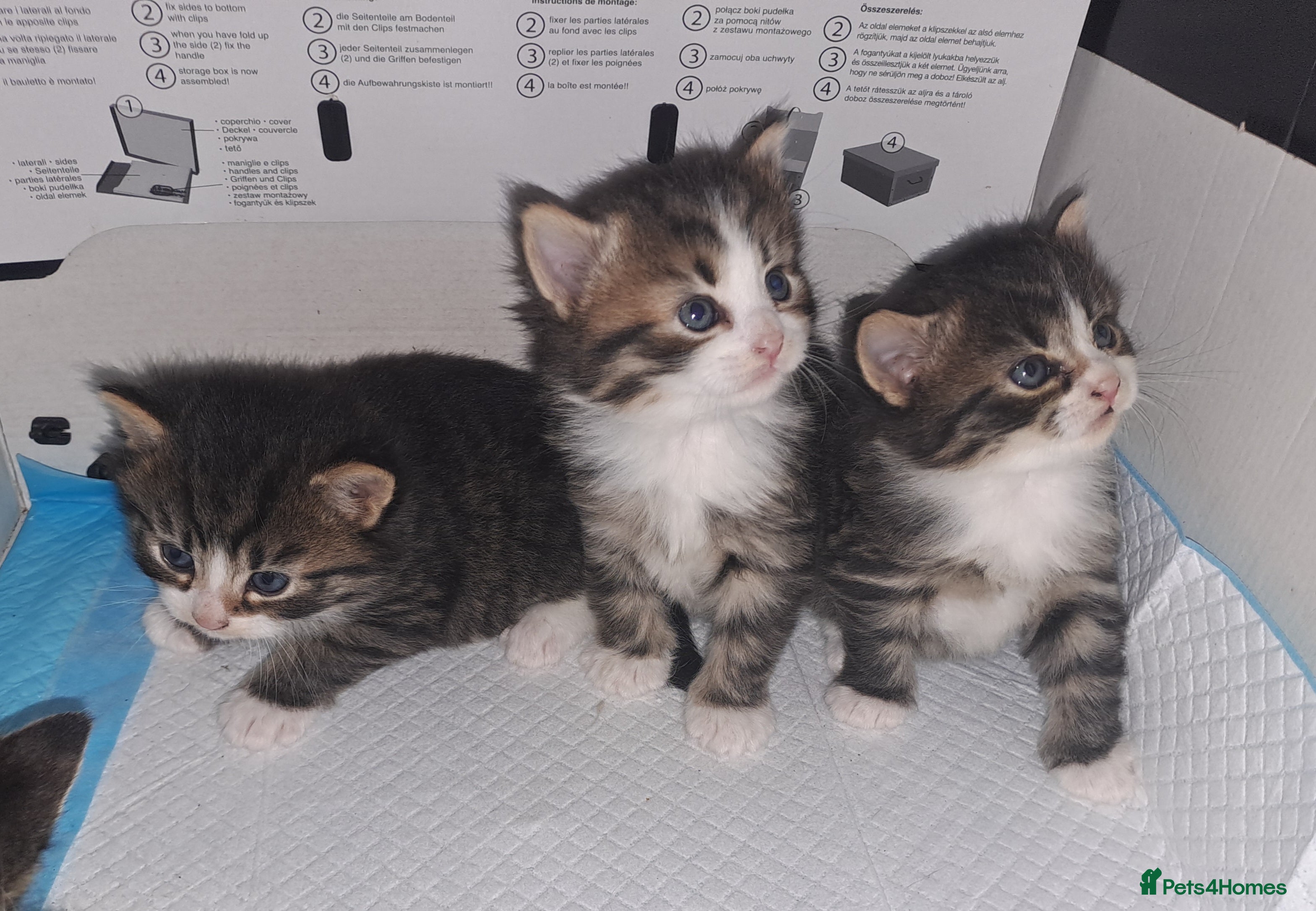 Domestic Shorthair cats 5 gorgeous kittens for sale  - Advert 4
