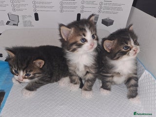 Domestic Shorthair cats 5 gorgeous kittens for sale - Advert 4