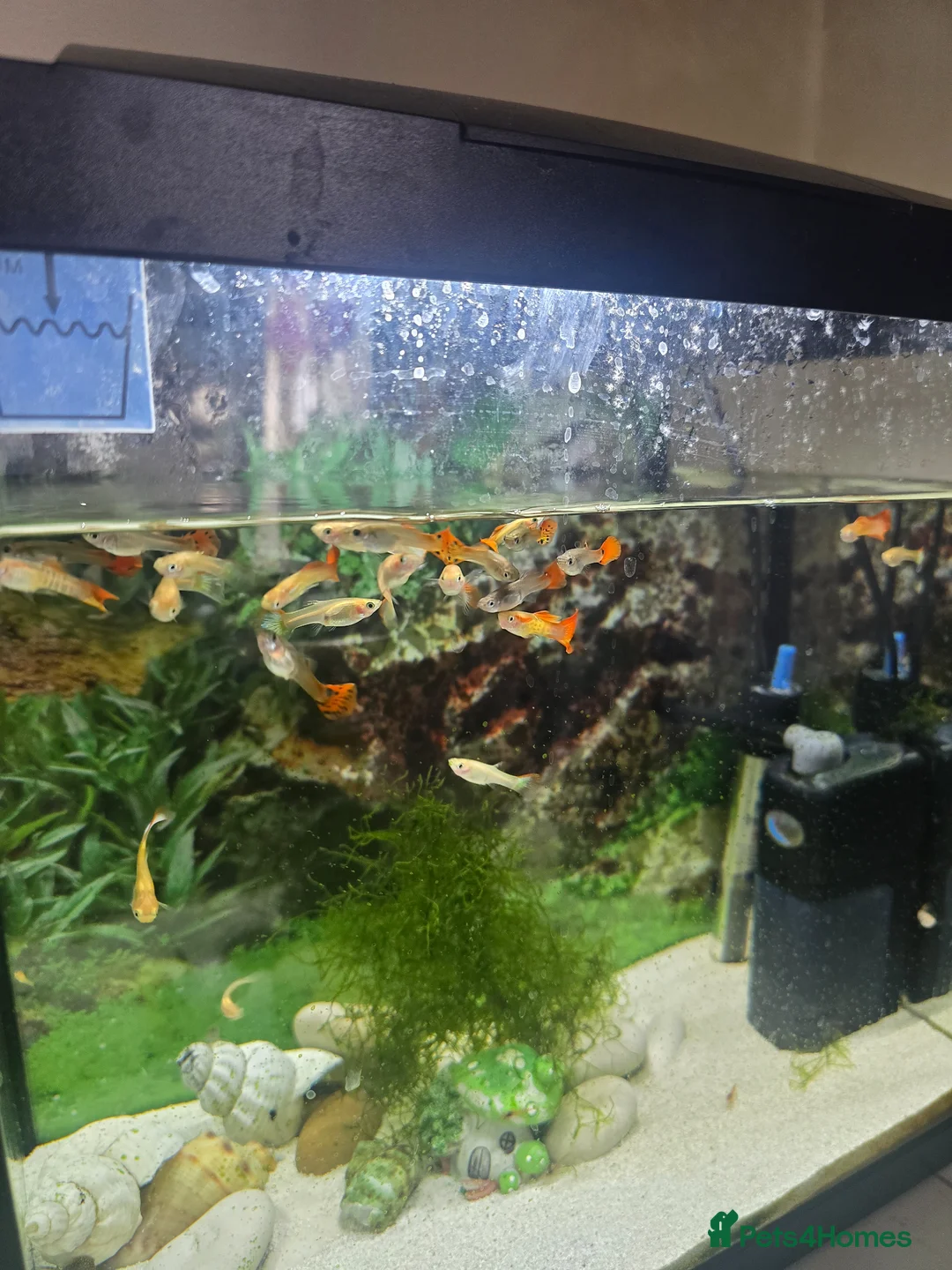 Other/Mixed Breed fish for sale: Mixed Guppies for sale in London - Advert 4