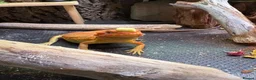 Bearded Dragon reptiles for sale: Bearded Dragon for sale - Advert 7
