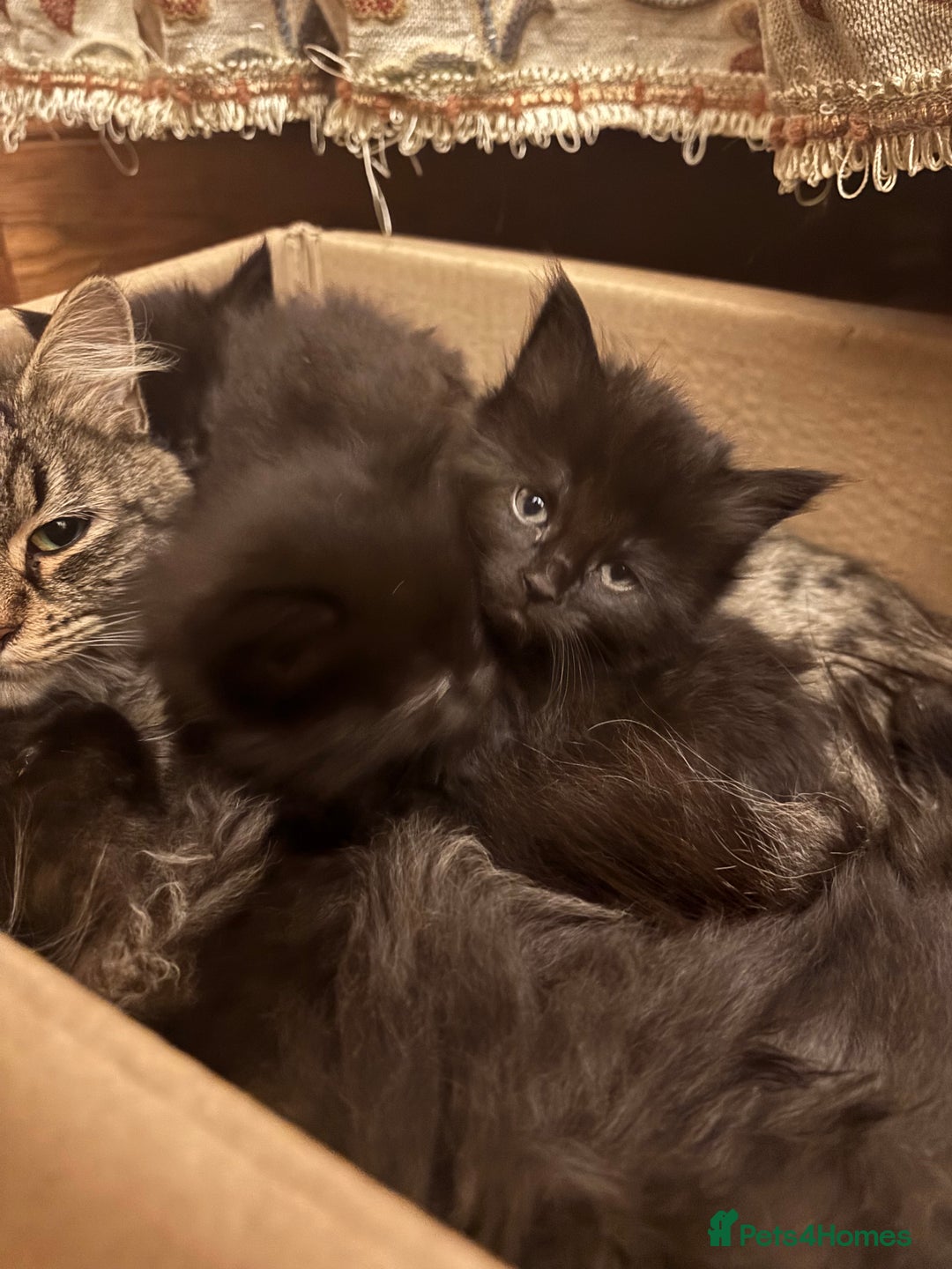 Norwegian Forest Cat cats for sale: Adorable Norwegian forest kittens for sale  - Advert 11