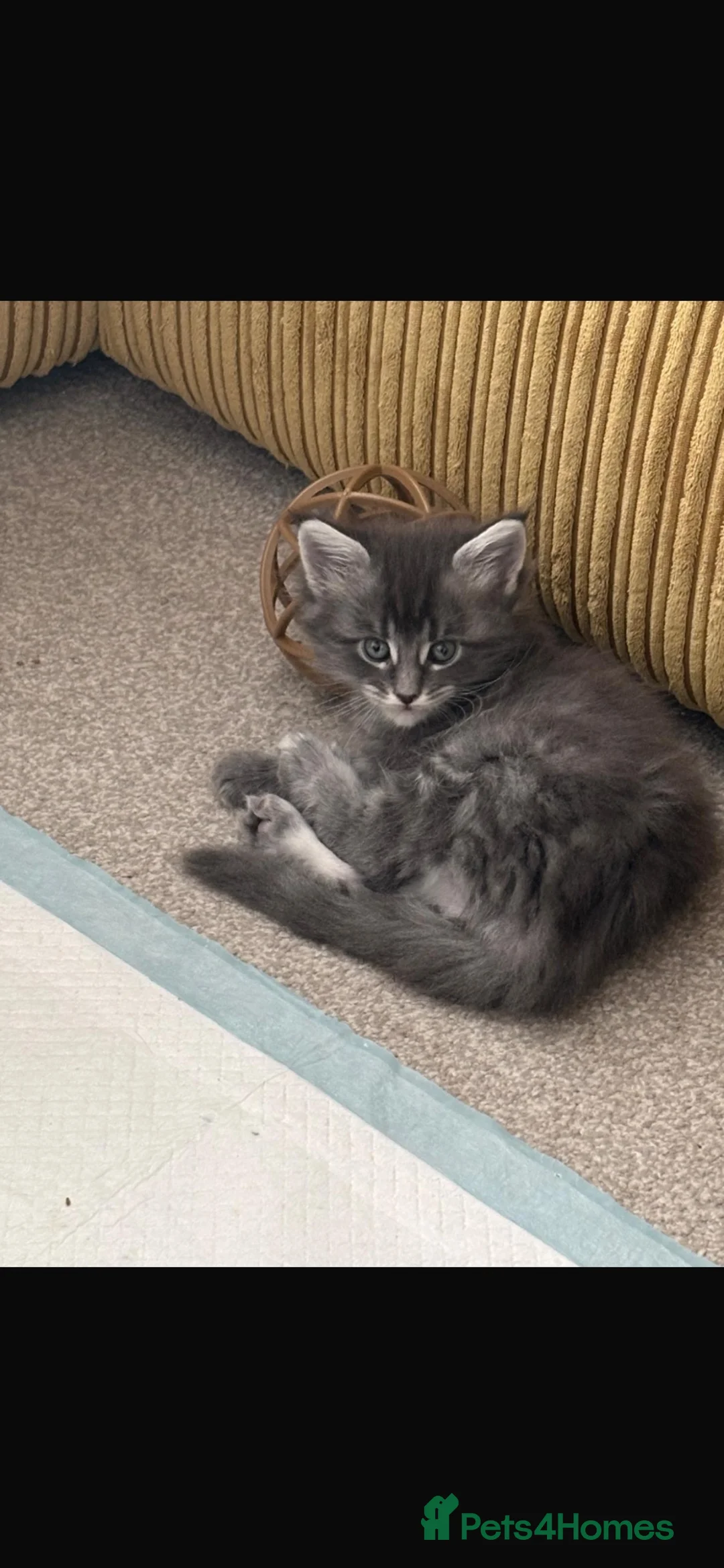 Maine Coon cats for sale: Three beautiful Maine coon kittens in Sunderland - Advert 2