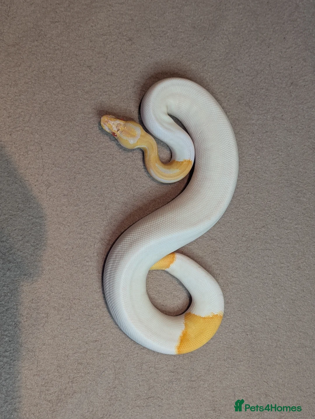 Python Snake reptiles for sale: 2025 Royal Python Hatchlings  - Advert 2