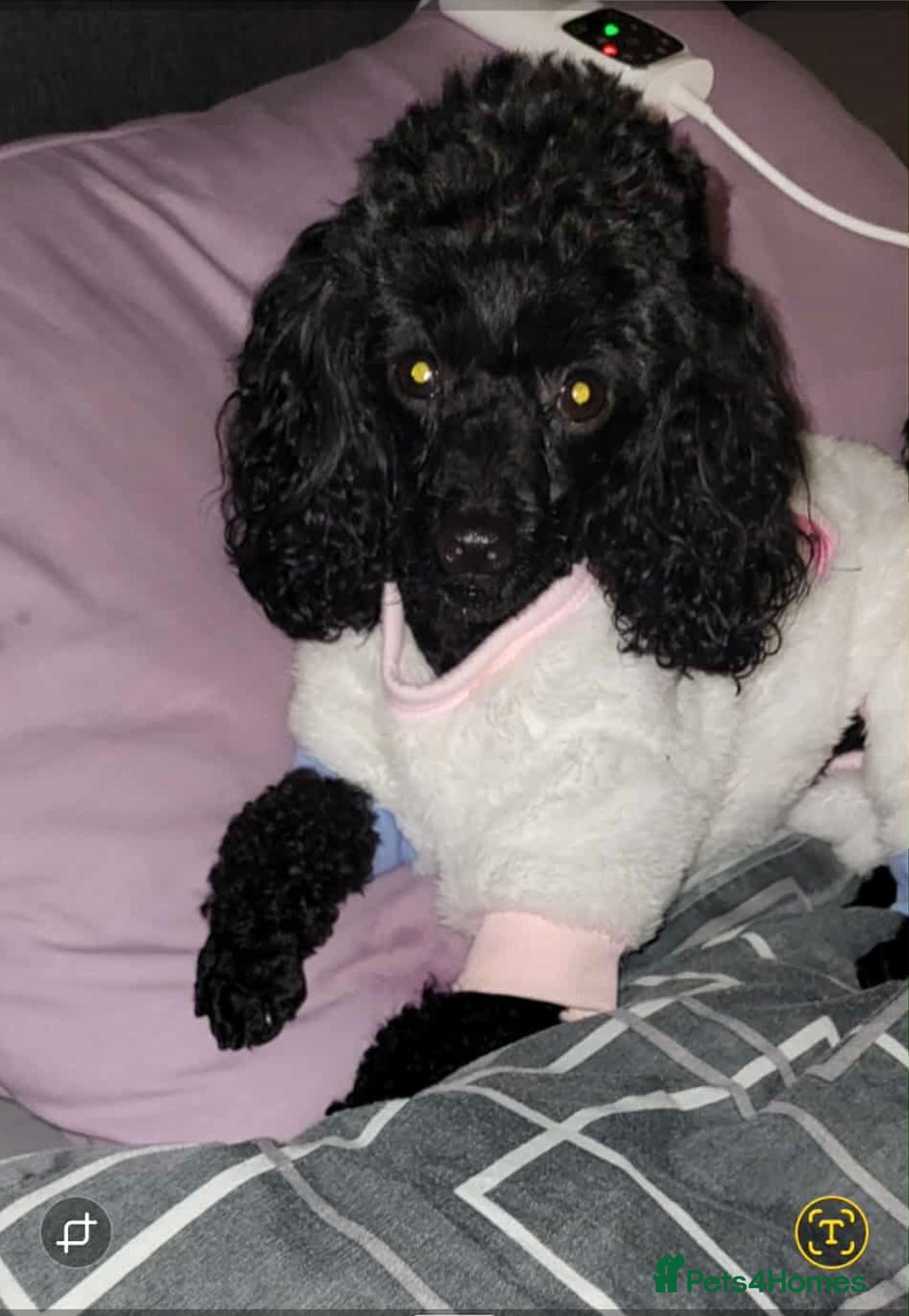 Maltipoo dogs for sale:  Last Tiny korean Maltipoo girl available  - Advert 8