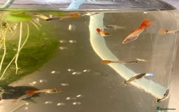 Live Bearers fish for sale: Selection of Guppies for Sale - Image 2