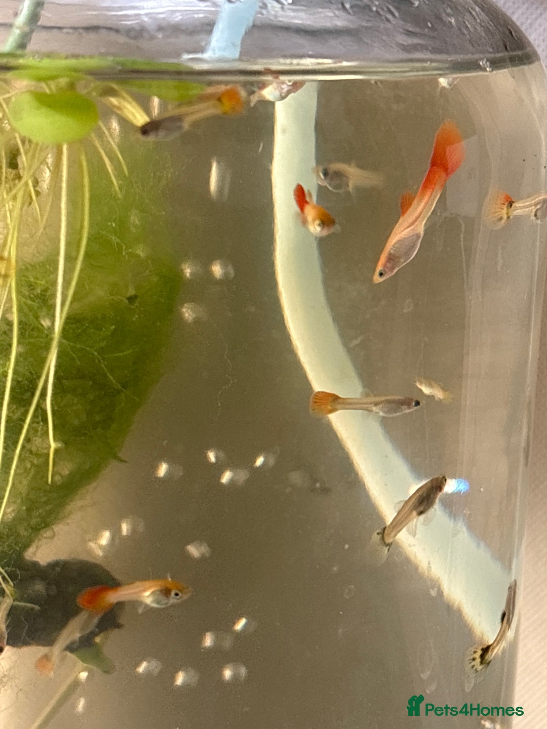 Live Bearers fish for sale: Selection of Guppies for Sale - Image 2